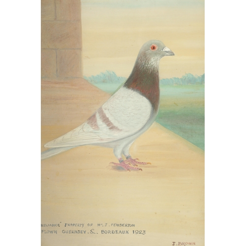 1173 - A PAIR OF EARLY 20TH CENTURY OIL ON CANVAS PORTRAITS OF RACING PIGEONS named Reliance and Granville ... 