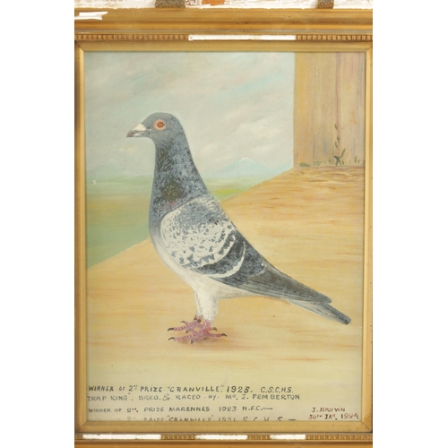 1173 - A PAIR OF EARLY 20TH CENTURY OIL ON CANVAS PORTRAITS OF RACING PIGEONS named Reliance and Granville ... 