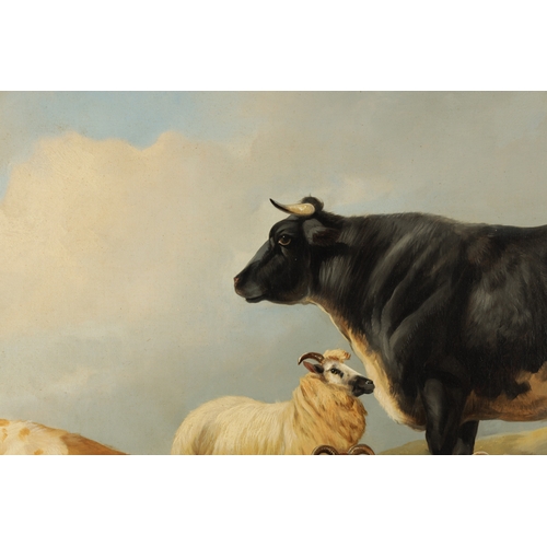 1191 - JOHN W. MORRIS (1865-1924) A LARGE OIL ON CANVAS. Cattle and sheep resting, signed lower left - in g... 