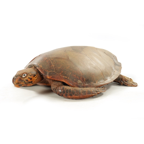 958 - A LARGE LATE 19TH CENTURY TAXIDERMY HAWKSBILL TURTLE (105cm long, 74cm wide )