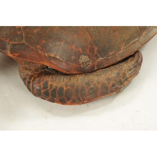 958 - A LARGE LATE 19TH CENTURY TAXIDERMY HAWKSBILL TURTLE (105cm long, 74cm wide )