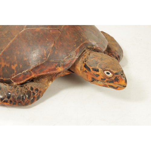 958 - A LARGE LATE 19TH CENTURY TAXIDERMY HAWKSBILL TURTLE (105cm long, 74cm wide )