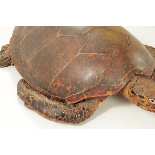 958 - A LARGE LATE 19TH CENTURY TAXIDERMY HAWKSBILL TURTLE (105cm long, 74cm wide )