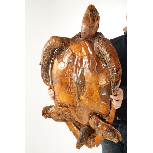 958 - A LARGE LATE 19TH CENTURY TAXIDERMY HAWKSBILL TURTLE (105cm long, 74cm wide )