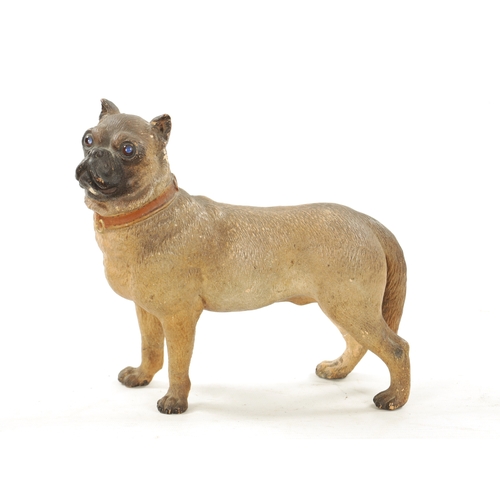 962 - A LATE 19TH CENTURY COLD PAINTED TERRACOTTA MODEL OF A PUG DOG with glass eyes. (22cm high )