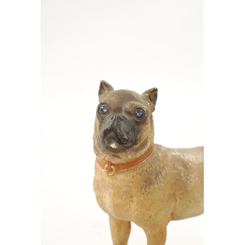 962 - A LATE 19TH CENTURY COLD PAINTED TERRACOTTA MODEL OF A PUG DOG with glass eyes. (22cm high )