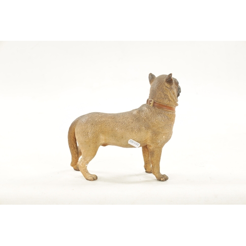 962 - A LATE 19TH CENTURY COLD PAINTED TERRACOTTA MODEL OF A PUG DOG with glass eyes. (22cm high )