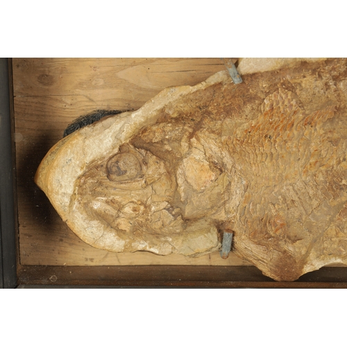 966 - A LARGE FOSSIL OF THE EXTICT BRANNERION FISH WHICH LIVED IN THE EARLY CRETACEOUS PERIOD, mounted in ... 