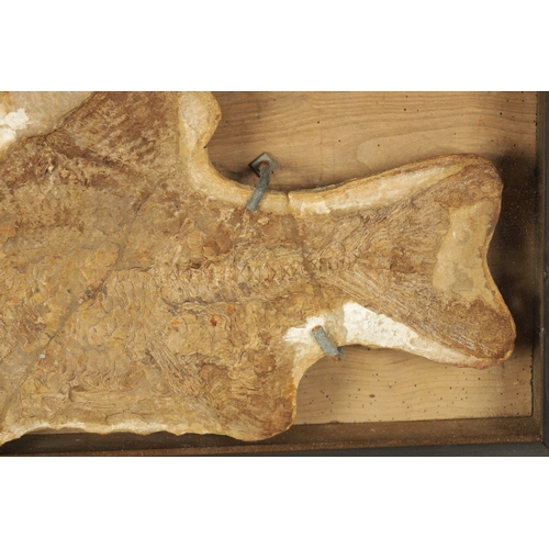 966 - A LARGE FOSSIL OF THE EXTICT BRANNERION FISH WHICH LIVED IN THE EARLY CRETACEOUS PERIOD, mounted in ... 