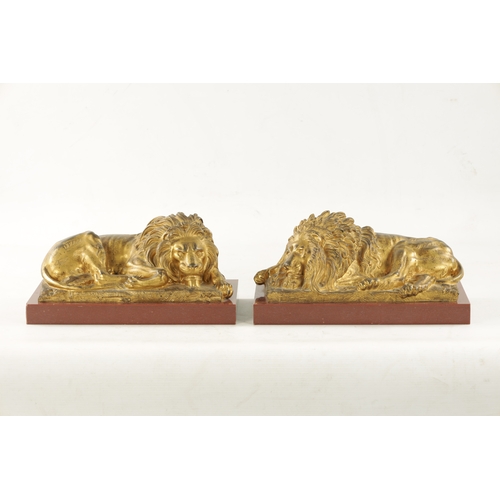 983 - A PAIR OF LATE 19TH CENTURY GILT BRONZE RECUMBENT LIONS mounted on marble plinths (30.5cm wide 16.5c... 