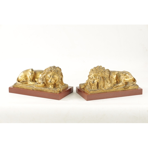 983 - A PAIR OF LATE 19TH CENTURY GILT BRONZE RECUMBENT LIONS mounted on marble plinths (30.5cm wide 16.5c... 