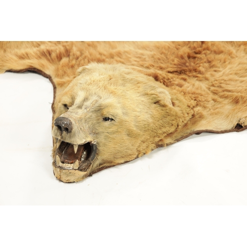 988 - A 19TH CENTURY TAXIDERMY BLONDE BEAR SKIN RUG (193cm wide 150cm wide )