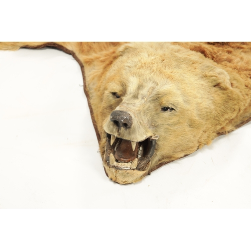 988 - A 19TH CENTURY TAXIDERMY BLONDE BEAR SKIN RUG (193cm wide 150cm wide )