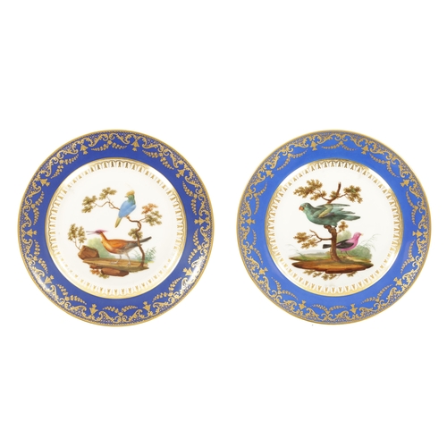 72 - A GOOD PAIR OF 18TH CENTURY SERVES CABINET PLATES the rich scroll gilt blue borders enclosing exotic... 