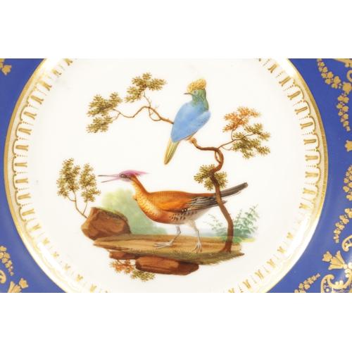 72 - A GOOD PAIR OF 18TH CENTURY SERVES CABINET PLATES the rich scroll gilt blue borders enclosing exotic... 