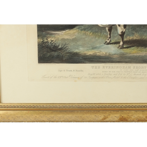 757 - FORE’S PORTRAITS OF PRIZE CATTLE - PLATE 10 The Everingham Short Horned prize cow - a coloured print... 