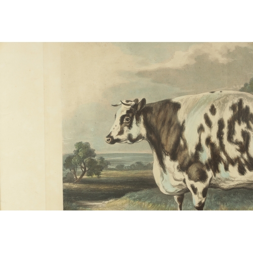 757 - FORE’S PORTRAITS OF PRIZE CATTLE - PLATE 10 The Everingham Short Horned prize cow - a coloured print... 