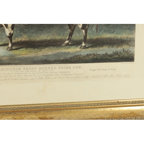 757 - FORE’S PORTRAITS OF PRIZE CATTLE - PLATE 10 The Everingham Short Horned prize cow - a coloured print... 