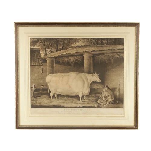 758 - A 19TH CENTURY ENGRAVED PRINT “A SHORT HORNED HEIFER AFTER THOMAS WEAVER” published 1811 by W Robins... 