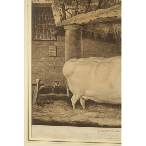 758 - A 19TH CENTURY ENGRAVED PRINT “A SHORT HORNED HEIFER AFTER THOMAS WEAVER” published 1811 by W Robins... 