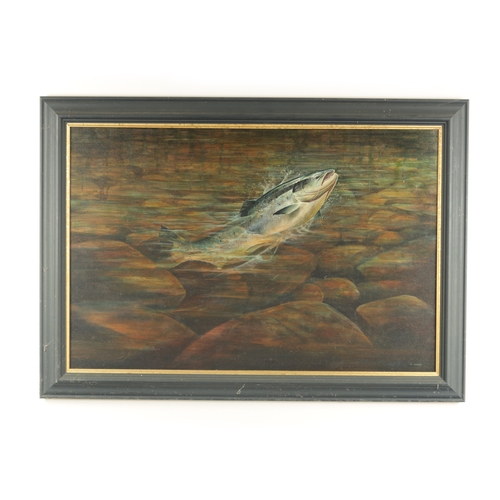 764 - CHRIS SHARP. AN OIL ON CANVAS ‘LEAPING SALMON’ - signed moulded ebonised frame. (59cm high 88.5cm wi... 