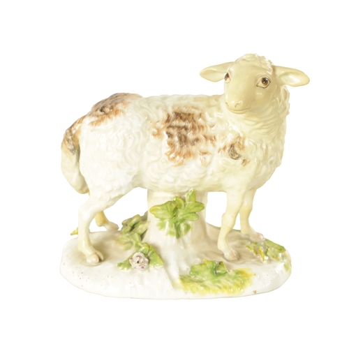 30 - A MID 18TH CENTURY MEISSEN STANDING FIGURE OF A SHEEP on an oval encrusted leaf spray stump base. (1... 