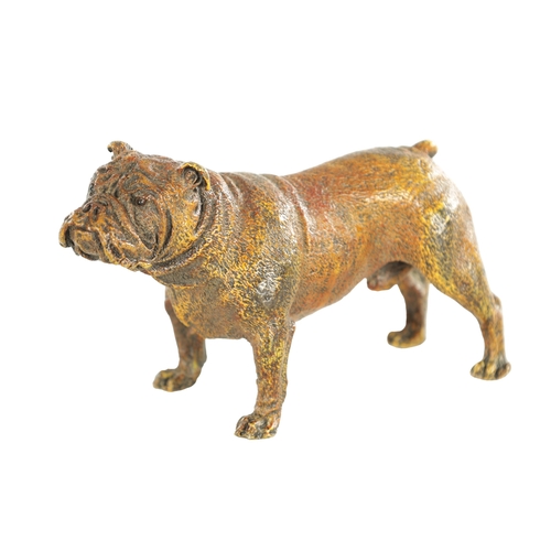 680 - A 20TH CENTURY COLD PAINTED BRONZE SCULPTURE OF A BULLDOG BY BERGMAN bearing the Bergman stamp Gesch... 