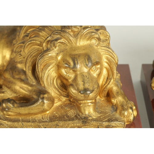 698 - A PAIR OF LATE 19TH CENTURY GILT BRONZE RECUMBENT LIONS mounted on marble plinths (30.5cm wide 16.5c... 