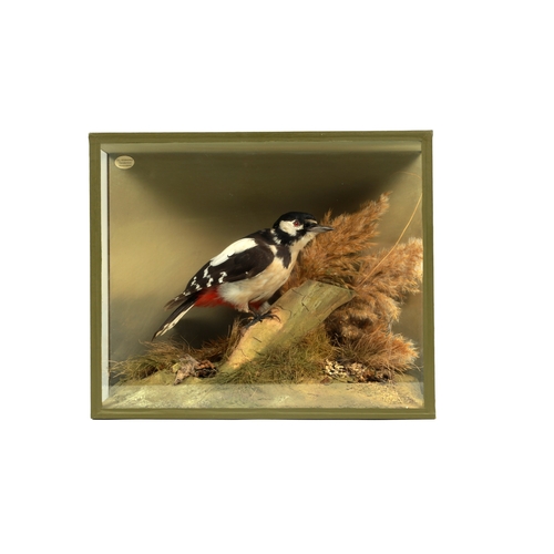 704 - A 19TH CENTURY CASED TAXIDERMY GREAT SPOTTED WOODPECKER perched on branch work - case labelled D. I.... 