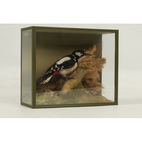 704 - A 19TH CENTURY CASED TAXIDERMY GREAT SPOTTED WOODPECKER perched on branch work - case labelled D. I.... 