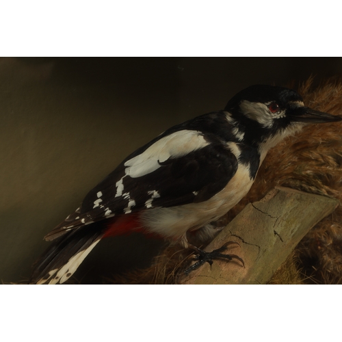 704 - A 19TH CENTURY CASED TAXIDERMY GREAT SPOTTED WOODPECKER perched on branch work - case labelled D. I.... 