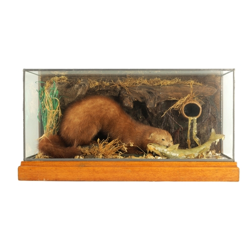 805 - AN EARLY TO MID 20TH CENTURY CASED TAXIDERMIC MINK AND FISH ARRANGEMENT in a river bank, branchwork ... 