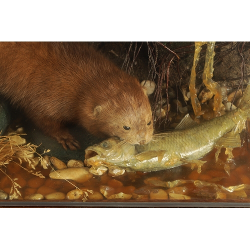 805 - AN EARLY TO MID 20TH CENTURY CASED TAXIDERMIC MINK AND FISH ARRANGEMENT in a river bank, branchwork ... 