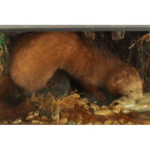 805 - AN EARLY TO MID 20TH CENTURY CASED TAXIDERMIC MINK AND FISH ARRANGEMENT in a river bank, branchwork ... 