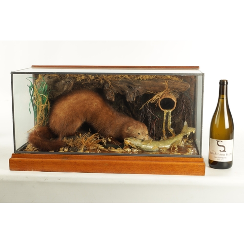 805 - AN EARLY TO MID 20TH CENTURY CASED TAXIDERMIC MINK AND FISH ARRANGEMENT in a river bank, branchwork ... 