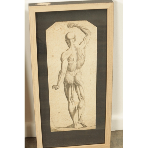 841 - AFTER DA VINCI A PAIR OF 18TH / 19TH CENTURY MONOCHROME ANATOMICAL ENGRAVED PRINTS depicting front a... 