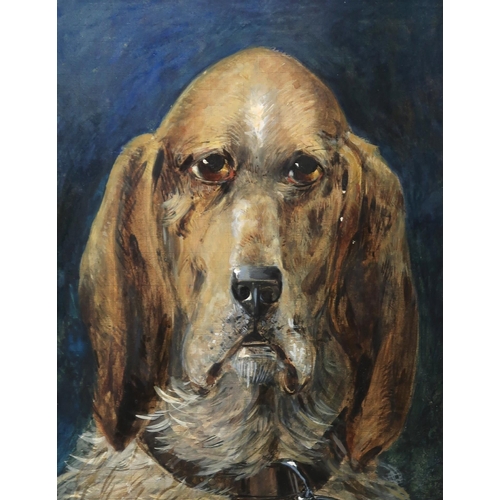 883 - BRITISH SCHOOL Blood hound, gouache on board, 40 x 31cm