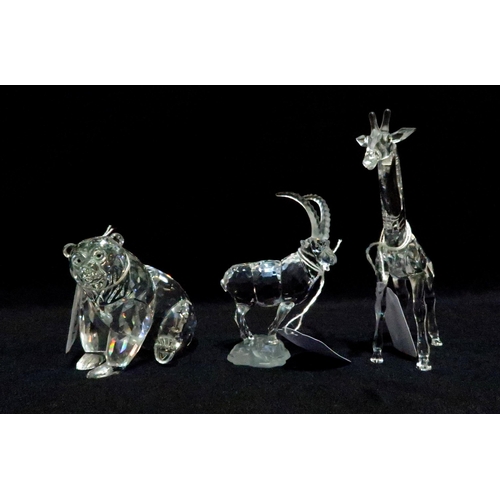 243 - Three Swarovski figures including giraffe, seated bear and a mountain goat, all with boxes