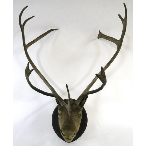33 - A MOUNTED TAXIDERMY OF A CARIBOU on stained pine oval mount, 115cm high x 87cm wide x 67cm deep... 