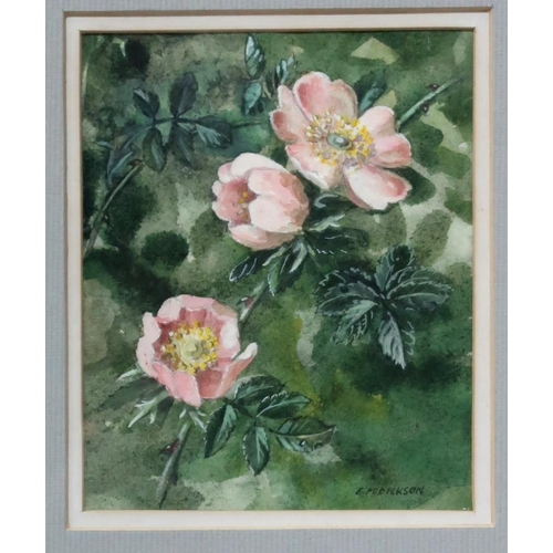 957 - EVANGELINE DICKSON Wild roses, signed, watercolour, 12 x 10cmExhibited Clarges, London... 