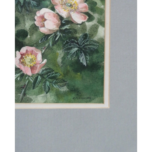 957 - EVANGELINE DICKSON Wild roses, signed, watercolour, 12 x 10cmExhibited Clarges, London... 