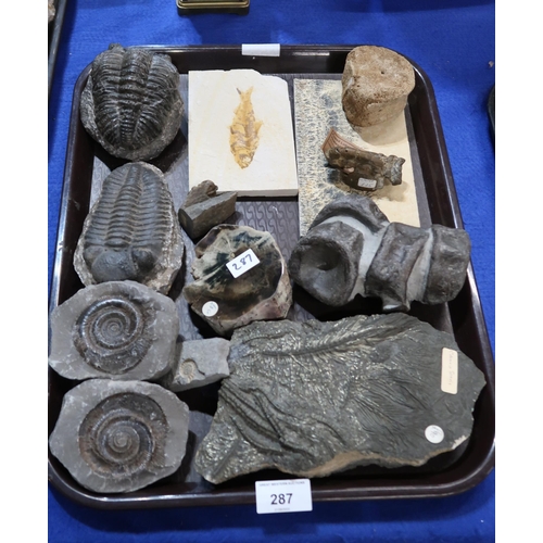 287 - A collection of fossil specimens including Crinoid stems, fish, lobster, Trilobite etc