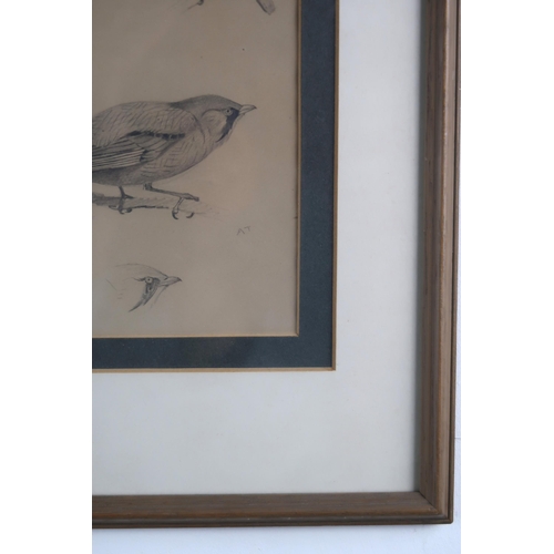 1049 - ATTRIBUTED TO ARCHIBALD THORBURN (SCOTTISH 1860-1935)STUDY OF BIRDS PERCHED ON A BRANCHWatercolour h... 