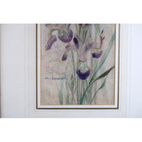 954 - KATHARINE CAMERON RWS RE (SCOTTISH 1874-1965)IRIS SIBERICAWatercolour with graphite, signed lower le... 