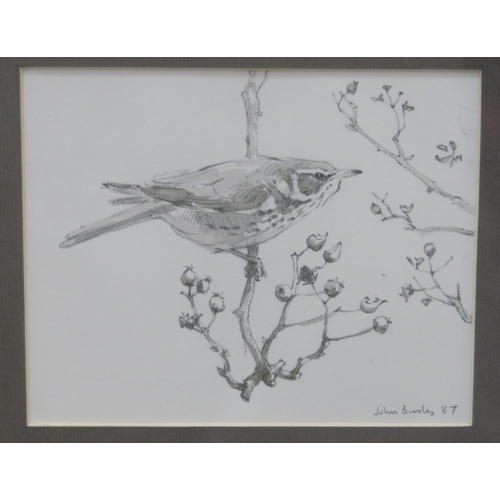 1012 - JOHN BUSBY RSA RSW SWLA (SCOTTISH 1928-2015)BIRD STUDIES Graphite and watercolour, signed lower... 