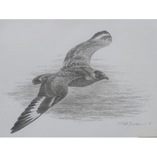 1012 - JOHN BUSBY RSA RSW SWLA (SCOTTISH 1928-2015)BIRD STUDIES Graphite and watercolour, signed lower... 