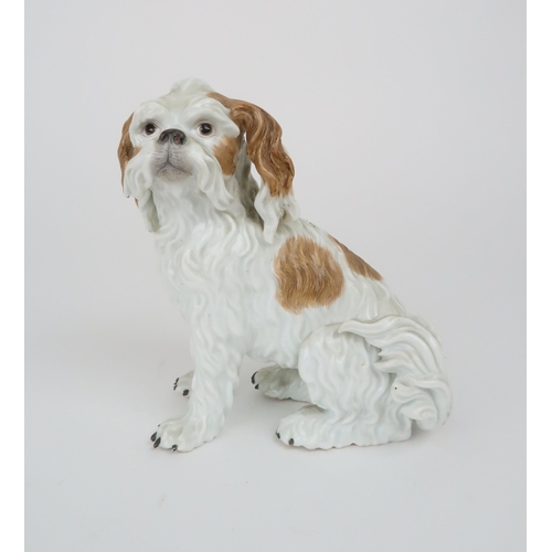 329 - A 19TH CENTURY MEISSEN FIGURE OF A BOLOGNESE TERRIER