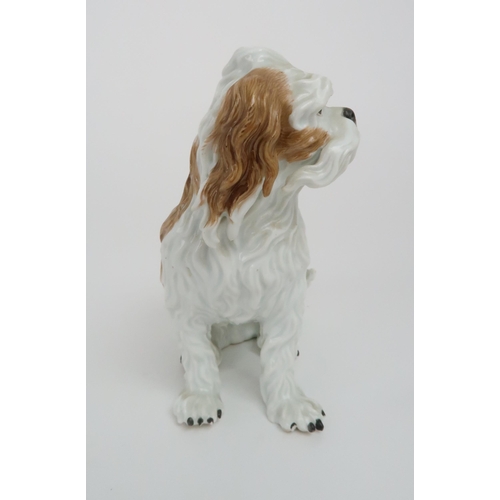 329 - A 19TH CENTURY MEISSEN FIGURE OF A BOLOGNESE TERRIER