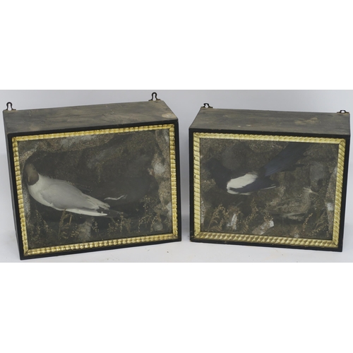 72 - A CASED TAXIDERMY OF A MAGPIE AND A SNIPE