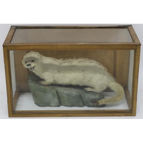 73 - A CASED TAXIDERMY OF AN OTTER MOUNTED BY CHARLES KIRK  GLASGOW